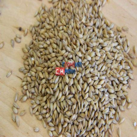 Солод ячменный пивоваренный неподжаренный Pilsner malt 25кг, Viking Malt OY Финляндия (Лучшая цена)