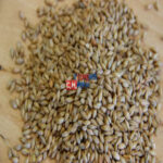 Солод ячменный пивоваренный неподжаренный Pilsner malt 40кг, Viking Malt OY Финляндия (Лучшая цена)