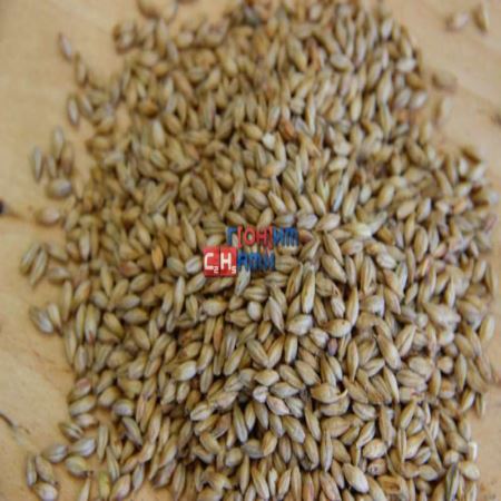 Солод ячменный пивоваренный неподжаренный Pilsner malt 40кг, Viking Malt OY Финляндия (Лучшая цена)